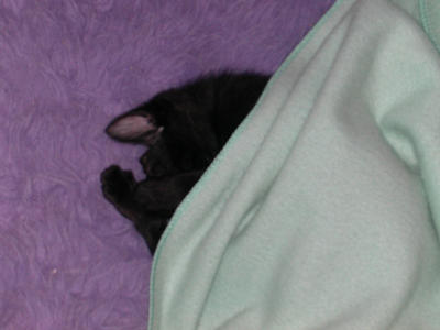 kitty under blanket