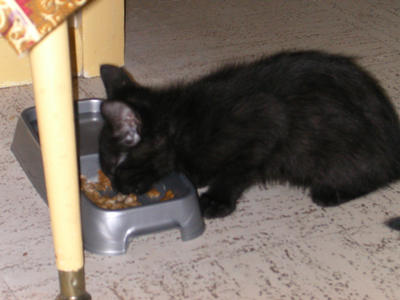 kitty enjoys dinner