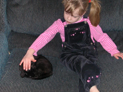 gently pet the kitty