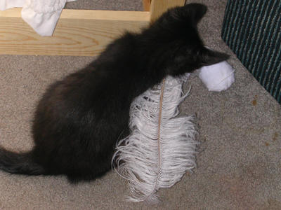 catching the sock bird